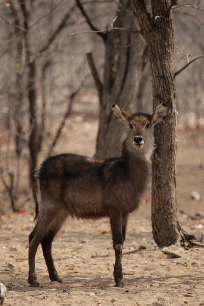 Waterbok (Kobus ellipsiprymnus) — Stockfoto