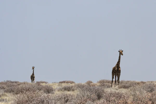 Żyrafy (giraffa camelopardis) — Zdjęcie stockowe