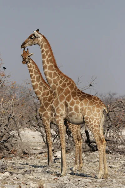 Giraffe (Giraffa camelopardalis ) — Foto Stock