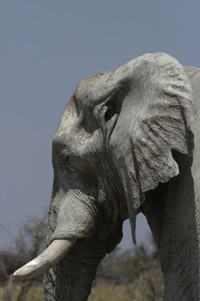 African Elephant (Loxodonta africana) — Stock Photo, Image