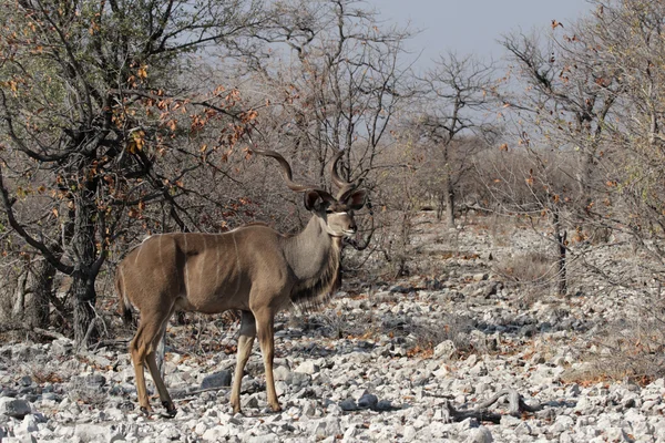 Větší kudu (Tragelaphus strepsiceros) — Stock fotografie