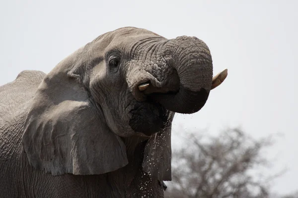 Слон (Loxodonta africana ) — стоковое фото