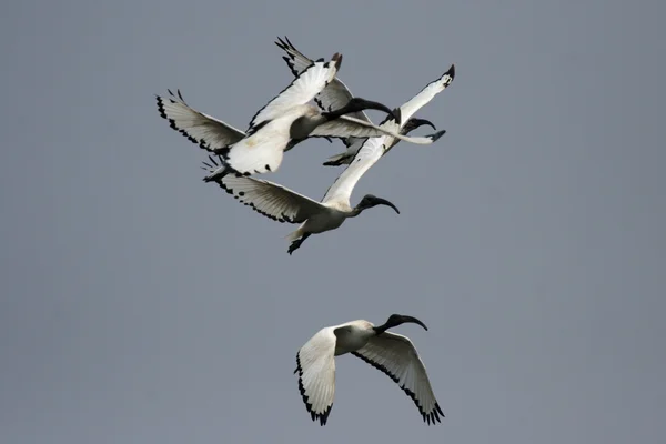 Ibis sagrado — Fotografia de Stock