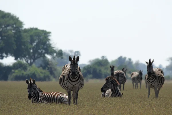 Alföldi zebra (equus quagga) — Stock Fotó