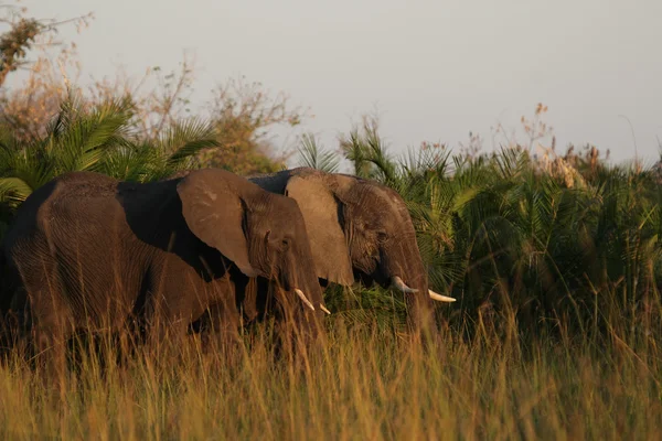 Elefantes (Loxodonta africana ) — Fotografia de Stock