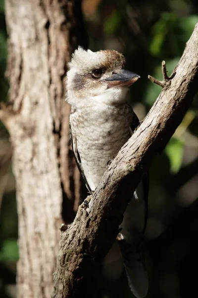 Riéndose kookaburra (Dacelo novaeguineae) —  Fotos de Stock