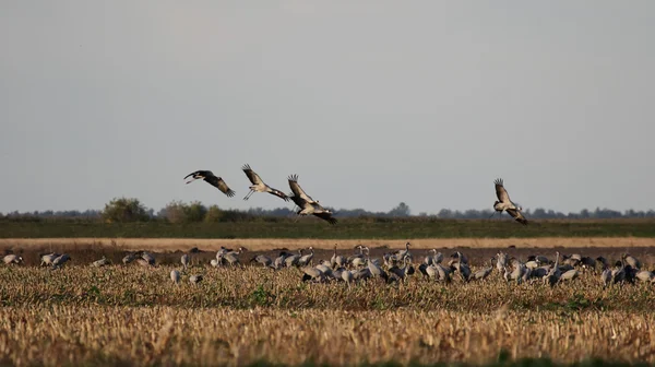 Gemeenschappelijke kranen (grus grus) — Stockfoto