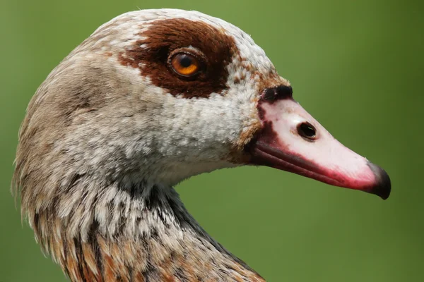 Ganso-egípcio (Alopochen aegyptiacus). — Fotografia de Stock