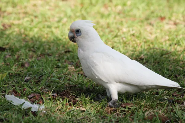 Маленькая Corella (Cacatua sangua) ) — стоковое фото