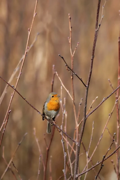 European robin (Erithacus rubecula) — Stock Photo, Image