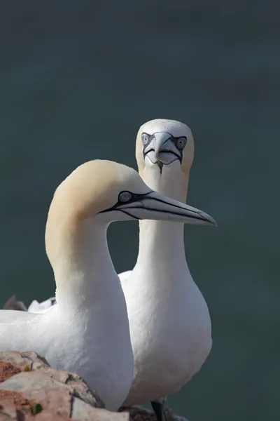 Northern Gannets (Morus bassanus) — Stock Photo, Image