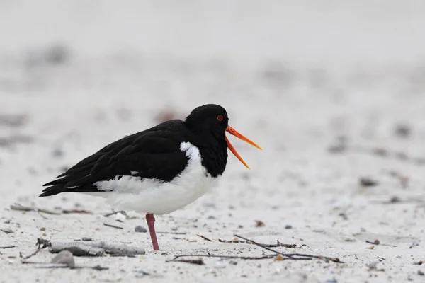 Ústřičník bělolemý (Haematopus ostralegus) — Stock fotografie