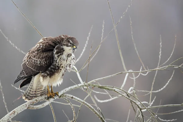 普通秃鹰(Buteo buteo)) — 图库照片