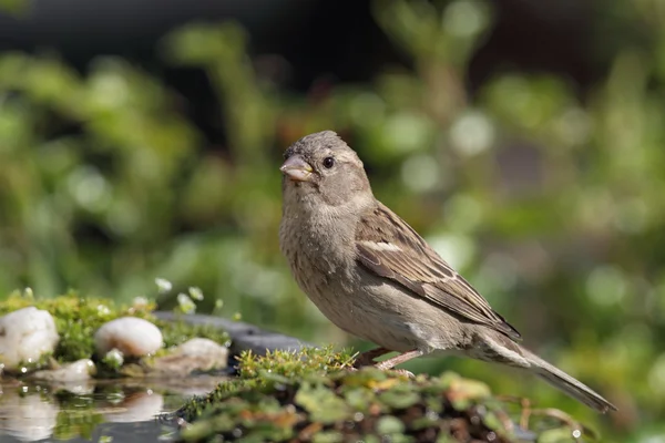 House Sparrow (Passer domesticus) — Stock Photo, Image