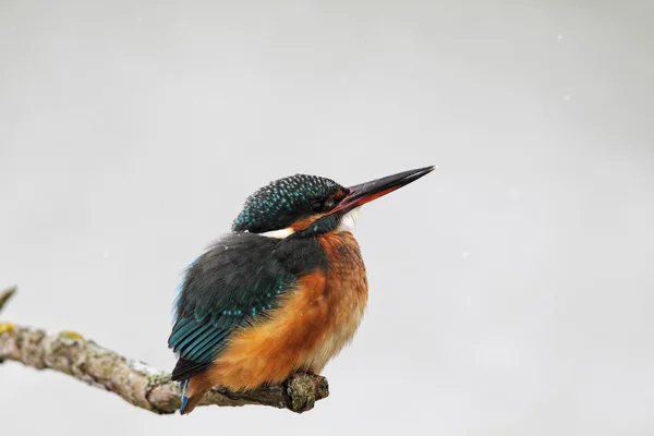 Kingfisher comum (Alcedo atthis ) — Fotografia de Stock