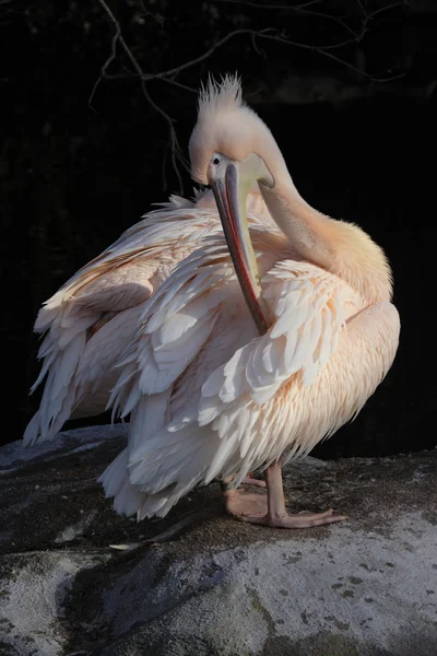 Pelican — Stock Photo, Image