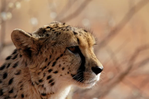 Cheetah — Stock Photo, Image