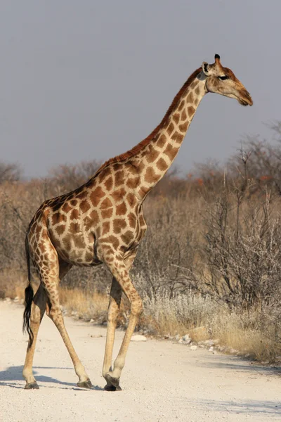 Kirahvi (Giraffa camelopardalis) ) — kuvapankkivalokuva