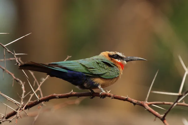 White-fronted Bee-eater (Merops bullockoides) — Stock Photo, Image