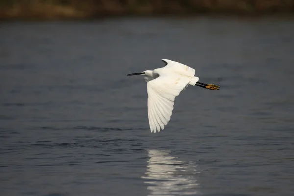 Kleine zilverreiger — Stockfoto