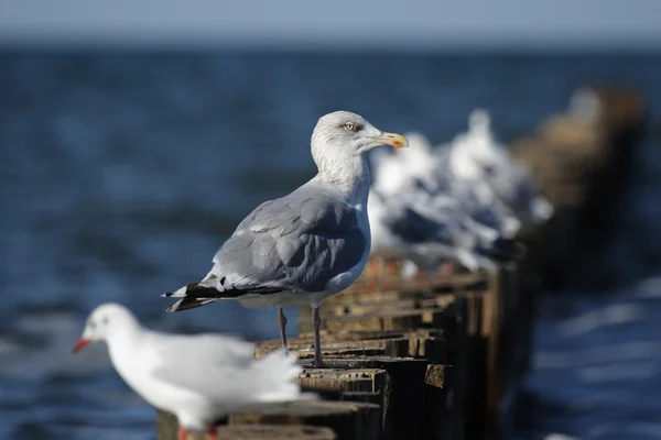 Gaivotas — Fotografia de Stock