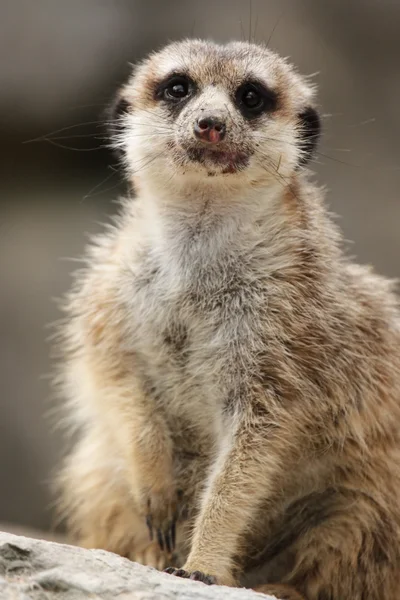 Meerkat (Suricatta suricatta) — Φωτογραφία Αρχείου