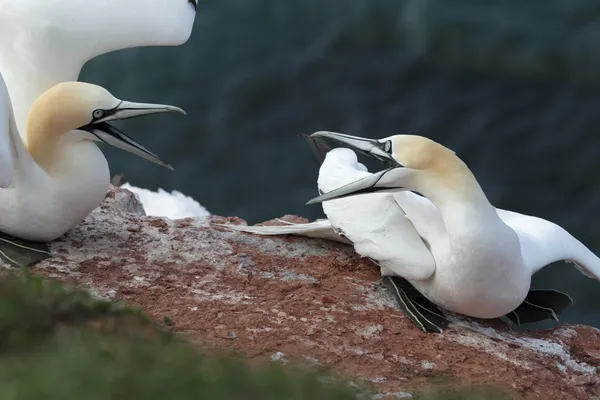 Severní Gannets (Morus bassanus) — Stock fotografie