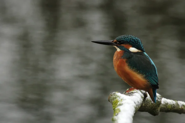 Eisvogel — Stockfoto