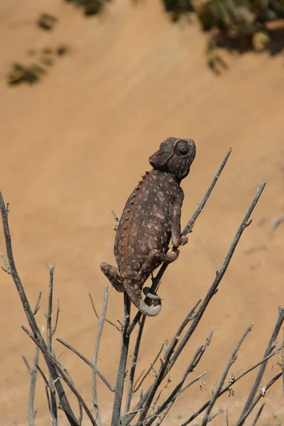 Namaqua bukalemunu (Chamaeleo namaquensis) — Stok fotoğraf