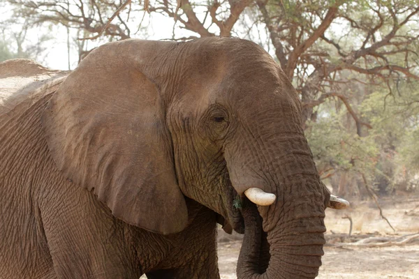 南非的沙漠象 — 图库照片
