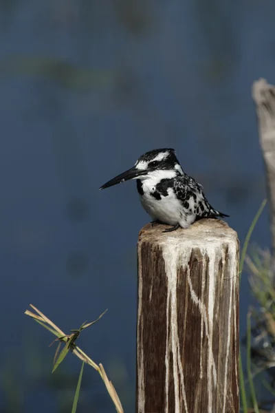 Papamoscas de Martín pescador (Ceryle rudis) — Foto de Stock