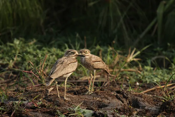 Dikkops de água (Burhinus vermiculatus ) — Fotografia de Stock