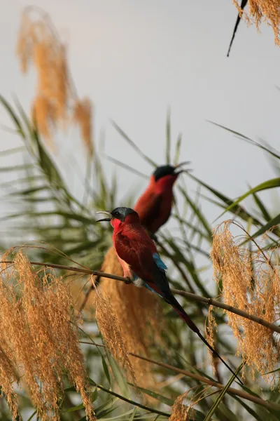 Carmine bee-eaters (arı kuşu nubicoides) — Stok fotoğraf