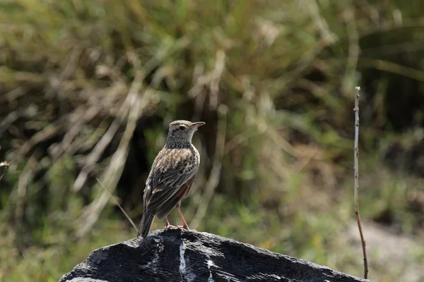 Lagarta-de-nuca-rufa (Mirafra africana ) — Fotografia de Stock