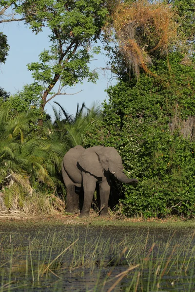 Elefante (Loxodonta africana ) —  Fotos de Stock
