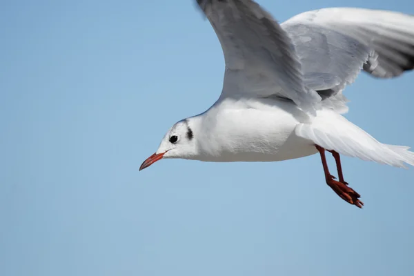 Roodkopmeeuw (Larus ridibundus)) — Stockfoto