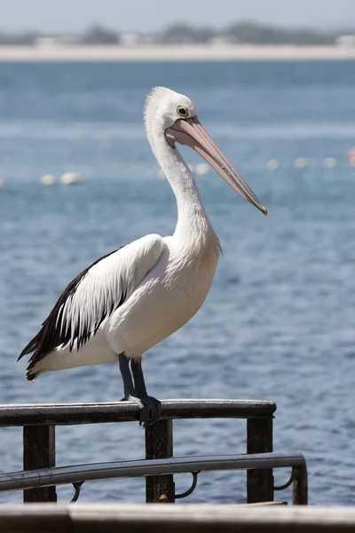 Amerikansk pelikan (Pelecanus conspicillatus)) — Stockfoto