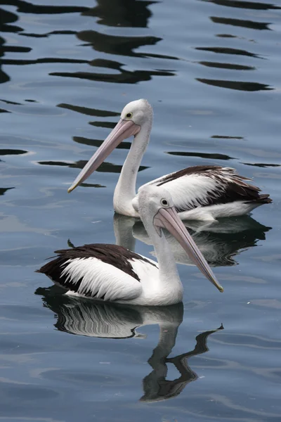 Avustralya Pelikanları (Pelecanus conspicillatus) — Stok fotoğraf