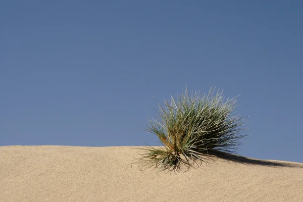 Grass in the desert — Stock Photo, Image