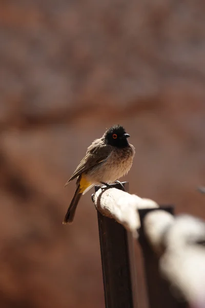 Bulbul dagli occhi rossi — Foto Stock