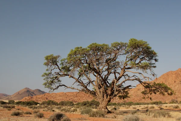 Árbol en el desierto —  Fotos de Stock