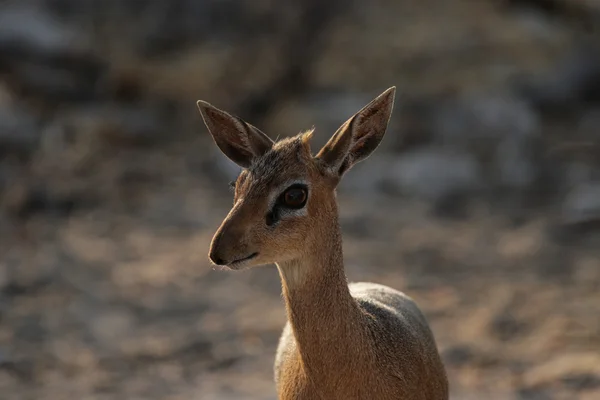 Damara Dikdik (Madoqua damarensis) — Stockfoto