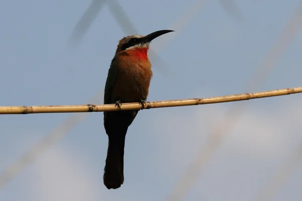 Comedor de abelhas de frente branca (Merops bullockoides ) — Fotografia de Stock