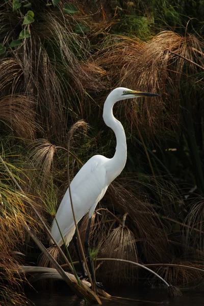 Great Egret — Stock Photo, Image