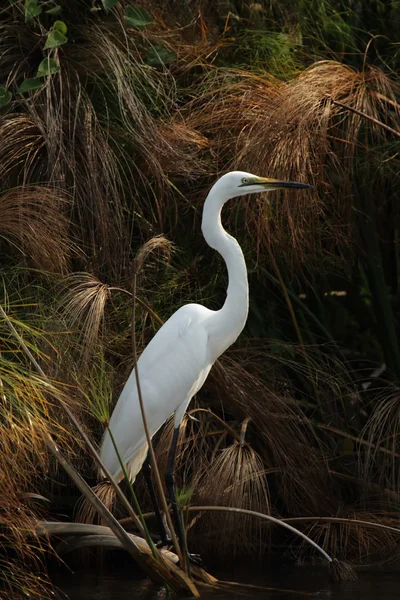 Grande egret — Fotografia de Stock