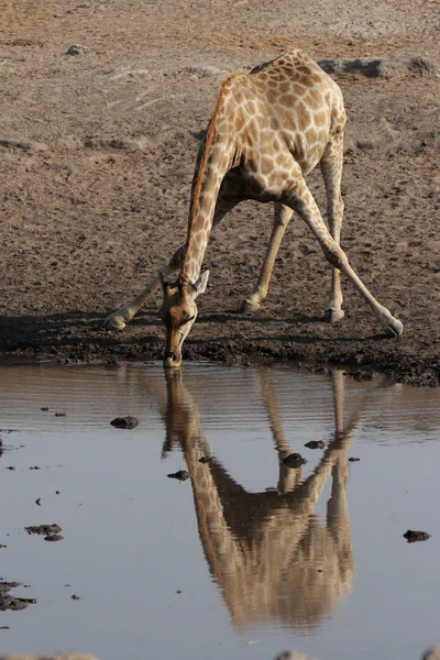Jirafa (Giraffa camelopardis ) — Foto de Stock