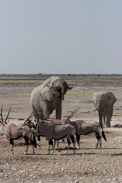 Elefantes y Gemsbok — Foto de Stock