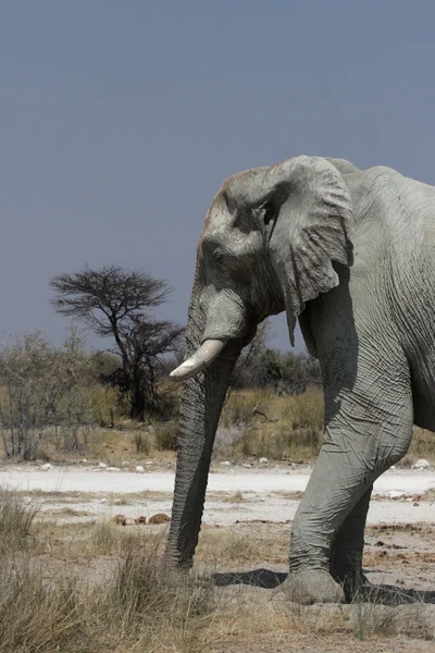 非洲象（Loxodonta africana）) — 图库照片