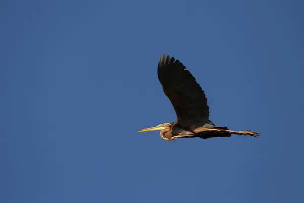 Lila heron — Stockfoto