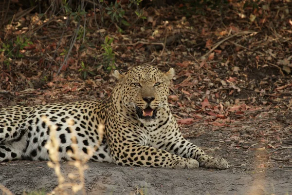Leopard (Panthera pardus) – stockfoto